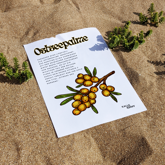 Ostseepalme